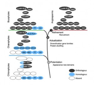 Figure 4. Stepwise acquisition of symbiotic genes in the green lineage. The appearance of new domains in advanced charophytes led to the emergence of new protein families and to the evolution of the symbiotic signaling module via the neofunctionalization of existing proteins (DMI1 and CCaMK). Most of the downstream symbiotic genes evolved in basal land plants via gene duplication in these newly evolved gene families (i.e., STR) or by combining existing domains in new proteins (i.e., VAPYRIN). Finally, genes originating from lineage-specific duplications were recruited independently to fulfill their symbiotic functions (PT and H+-ATPase). Delaux et al. 2015