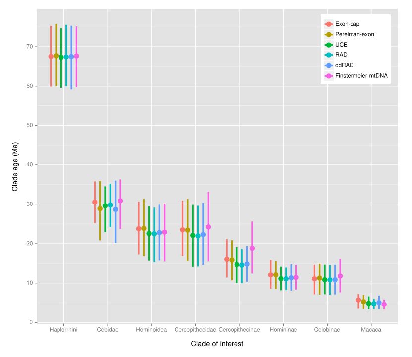 relaxed clock divergence times