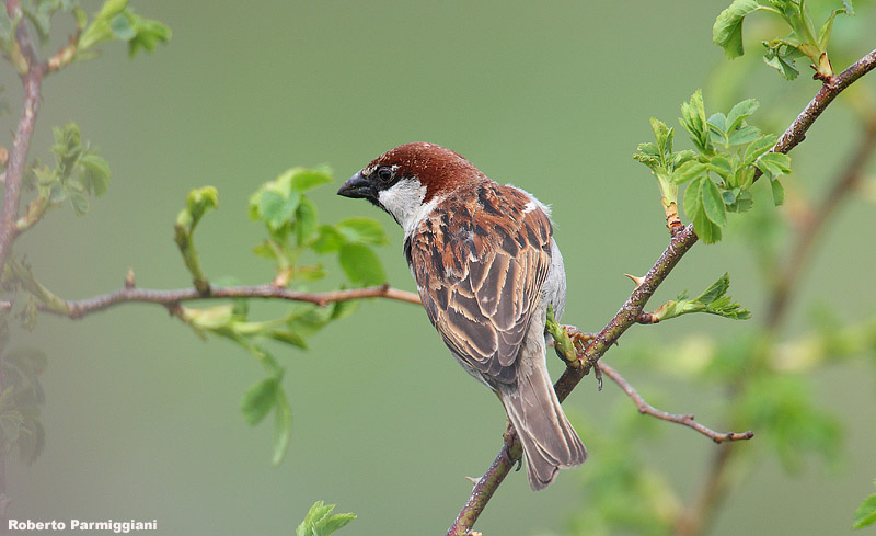 The Italian sparrow, Passer italiae Photo by