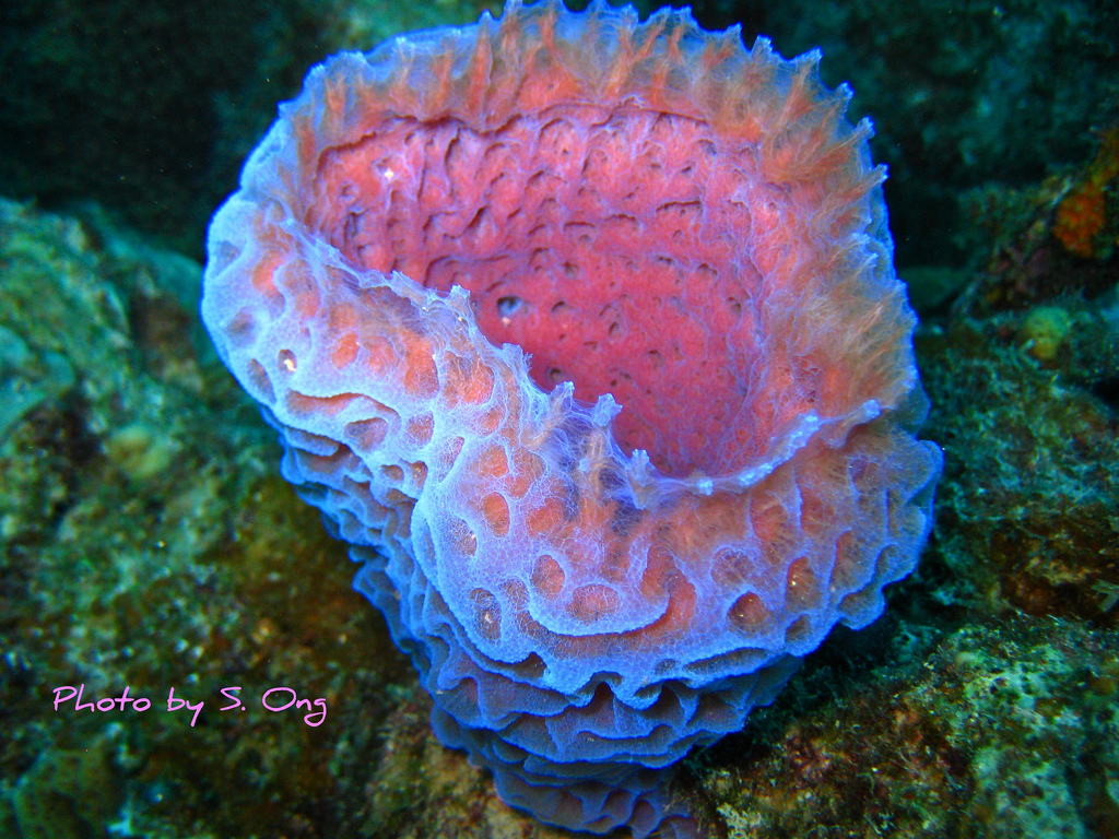 The azure vase sponge, Callyspongia plicifera. Photo by S. Ong