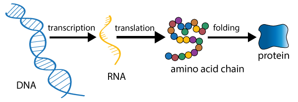 Gene expression! Image from