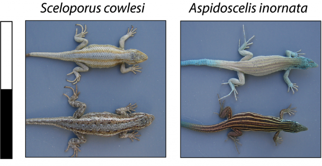White Sands lizard color morphs
