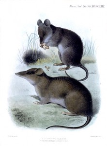 Celænomys silaceus (Syn. Chrotomys silaceus) and Rhynchomys soricoides. (WikiMedia Commons: Joseph Smit)