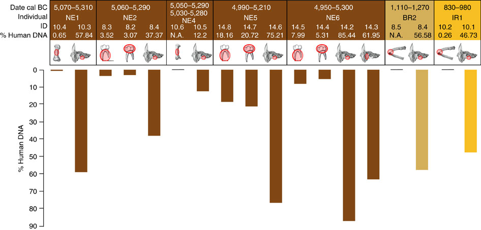 A comparison of the proportion of endogenous DNA extracted from the petrous versus other bones. Gamba et al. 2014, Nature
