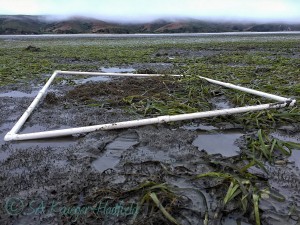 A seagrass meadow in foggy northern California © SA Krueger-Hadfield