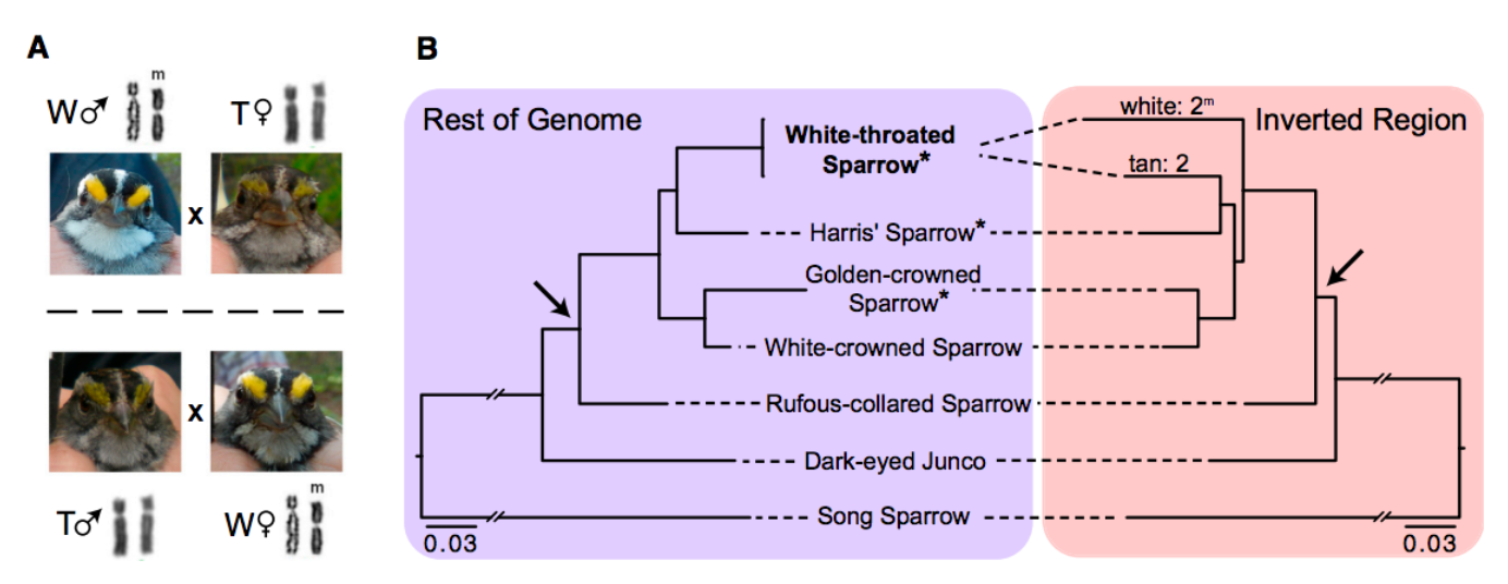 Alternate color morphs in male and female sparrows differ at alternate supergene alleles on chromosome 2, which is highly divergent and potentially the result of hybridization followed by adaptive introgression. Figure 1 from Tuttle et al. 2016.