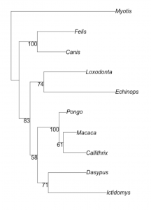 A phylogeny of ten mammal genera, estimated with maximum likelihood methods implemented in R, with nodes showing support values from 100 bootstrap replicates.