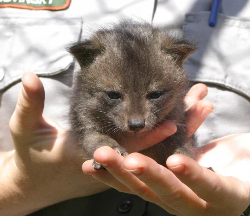 An island fox pup. Image courtesy: NPS (https://goo.gl/1V6tKS)