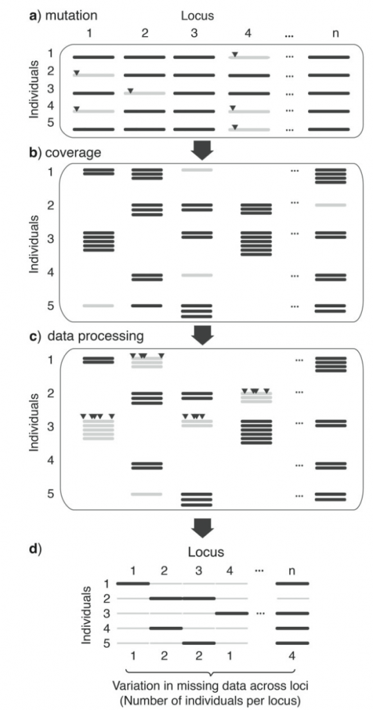Figure 1 from Huang and Knowles (2016), highlight the origin of missing data from library preparation to sequence assembly.