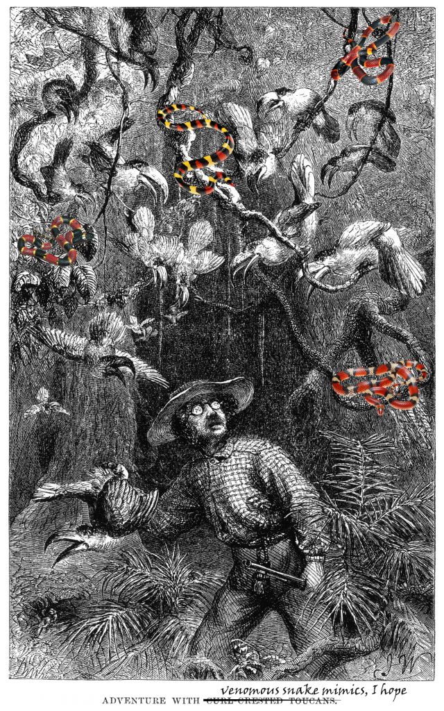 Dramatization of Henry Walter Bates thinking about mimicry in snakes. I'm not saying this actually happened this way.