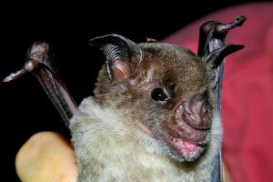Ugly bat.