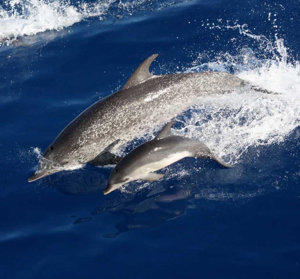 A mother-calf pair of Atlantic spotted dolphins (Stenella frontalis) photographed in the Gulf of Mexico. Heavy spotting is characteristic of the morphotype found in continental shelf waters of the western North Atlantic as opposed to the oceanic morphotype inhabiting deep oceanic waters of the Atlantic. The calf lacks spots as they appear later in age. Photo credit: NOAA SEFSC, MMPA Permit No. 779-1633.