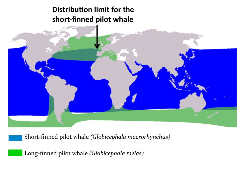 Fig 4. A. Geographic distribution of the two species of pilot whales (Globicephala spp.).