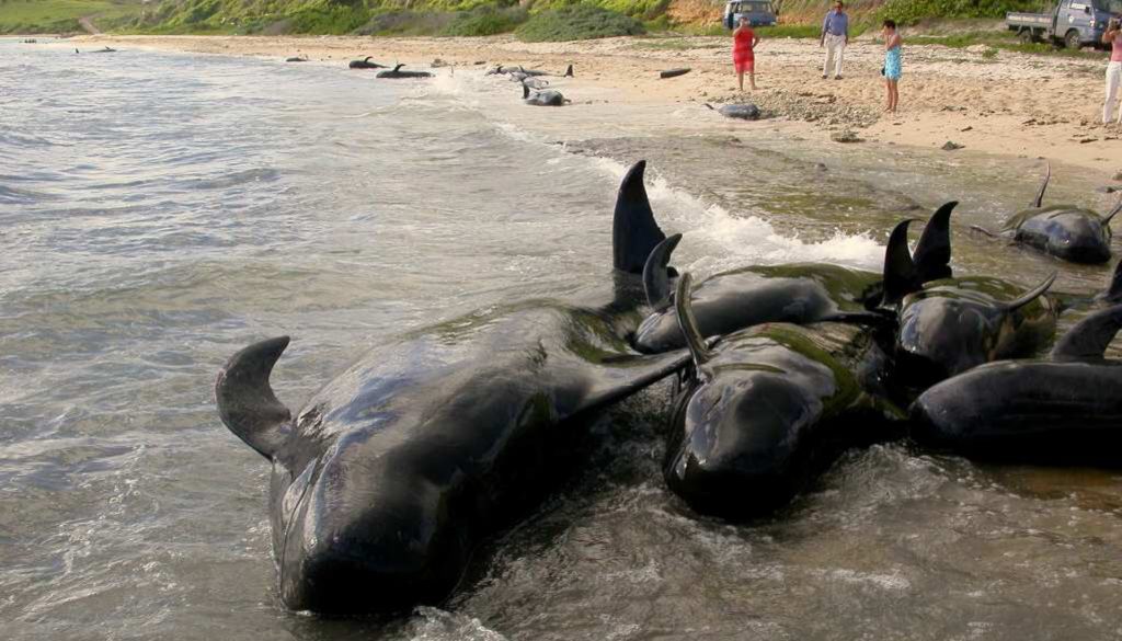 Fig. 4. B. Photograph of short-finned pilot whales (G. macrorhynchus) stranded on the French Atlantic coast. Photo credit: UMS Pelagis – Université de la Rochelle