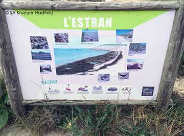A description of the shore, wish we saw more of these along beaches here in the US!