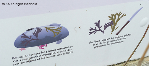The Etiquette of Beach-combing