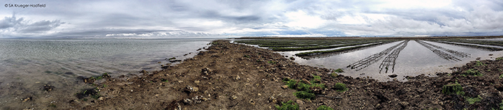 One of our field sites next to oysters
