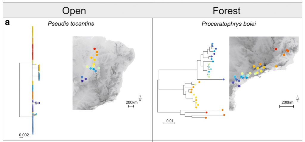 Rodríguez et al. (2015) found that forest-dwelling taxa have deeper divergences than species from open habitats.