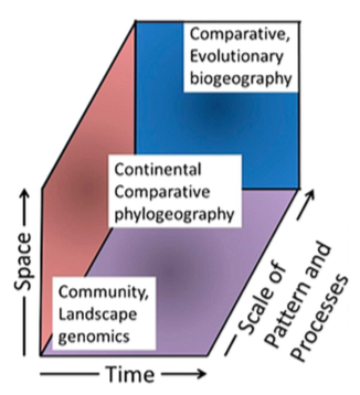 Comparative phylogeography occupies an intermediate position between landscape-level investigations and evolutionary biogeographic studies at higher taxonomic levels.