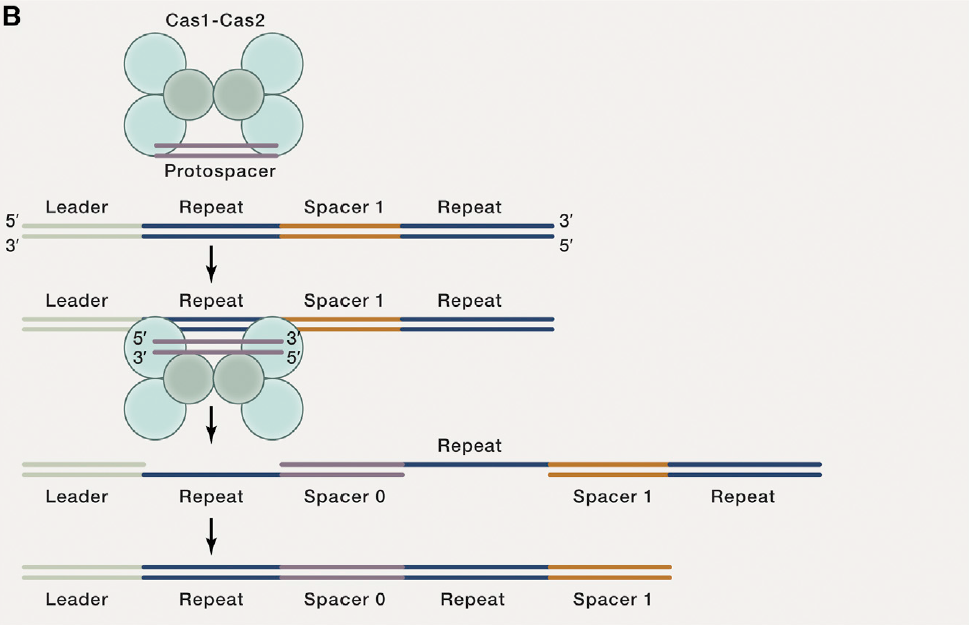 Protospacer incorporation into the CRISPR locus is performed by the Cas1-Cas2 integrase complex. Wright et al. 2016, Fig. 2B.
