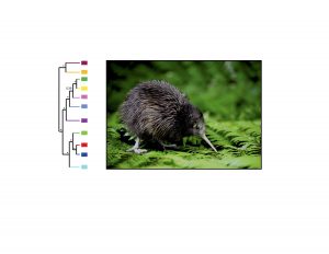 Left: Species tree of genus Apteryx inferred from 1,000 SNPs, with 11 major lineages colored (Weir et al. 2016, PNAS). Right: photo of a juvenile brown kiwi (Apteryx mantelli; photo courtesy of (http://www.nhc.net.nz).