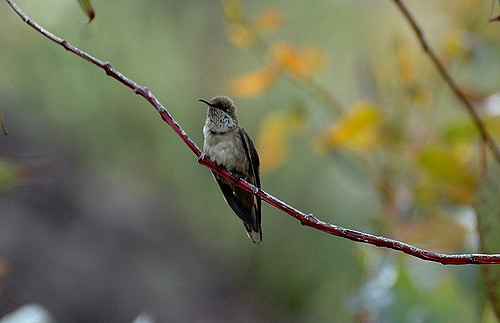 The Andean hillstar (Oreotrochilus estella) (Flickr: Tor Egil Høgsås)