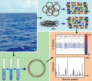 Rappe (2013). Figure 1. Direct sequencing and cultivation efforts are both integral aspects of molecular ecology.