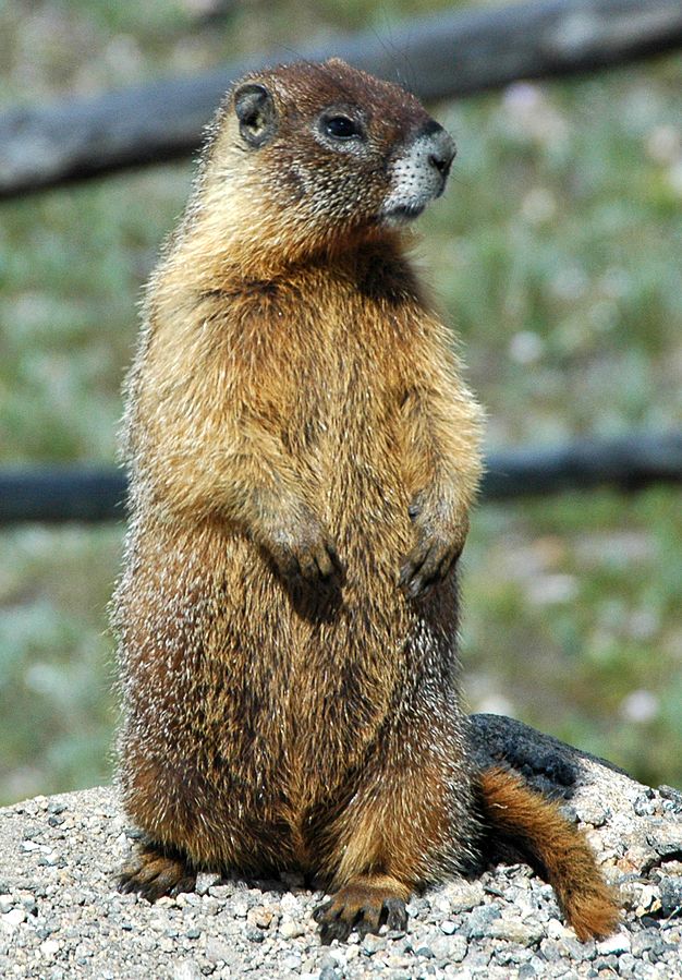 Marmots, seasons, and climate change