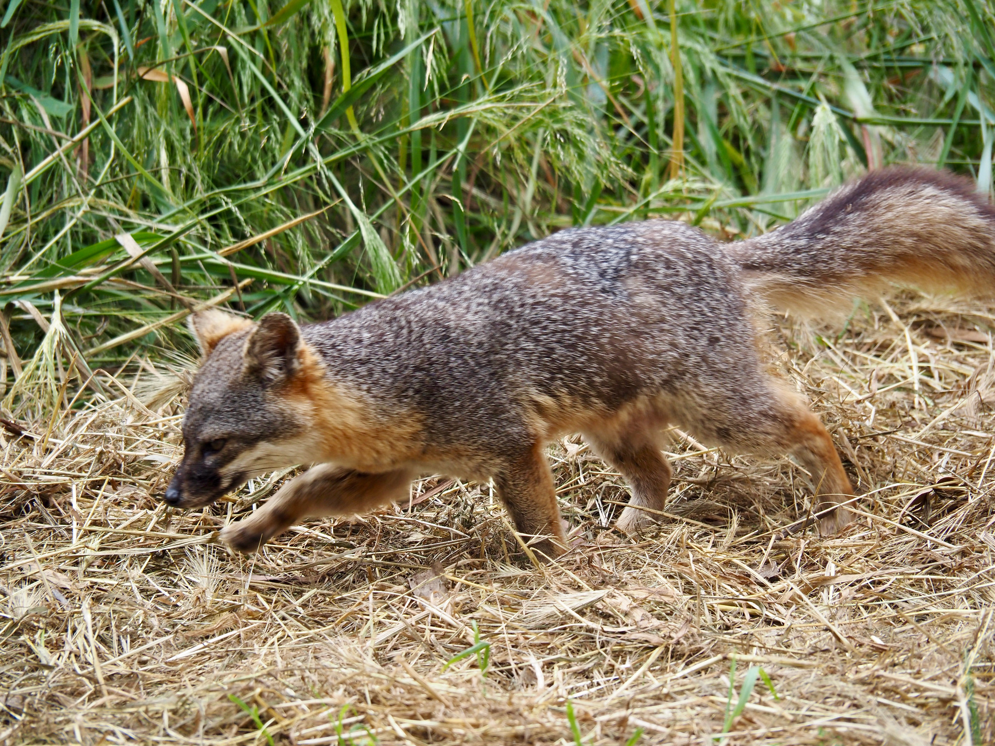 Molecular Natural History is a series of posts highlighting what population genetic data has revealed about some of my favorite organisms. There’